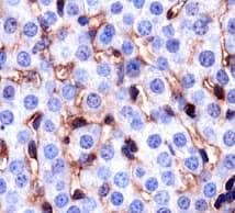 CD36 Antibody (clone D-2712, DY488)