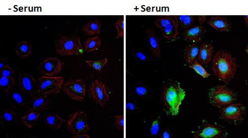 VEGFA / VEGF Antibody