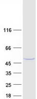 Human NDRG2 Protein (Recombinant Myc-DDK (Flag))