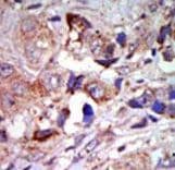Polyclonal Rabbit anti-Human MAP3K12 Antibody (aa828-859, IHC, WB)
