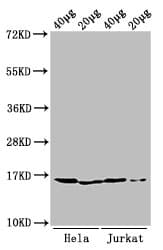 Polyclonal Rabbit anti-Human HIST1H3A Antibody (IF, WB)