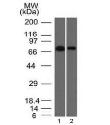 CD105 Antibody (clone ENG/1327)