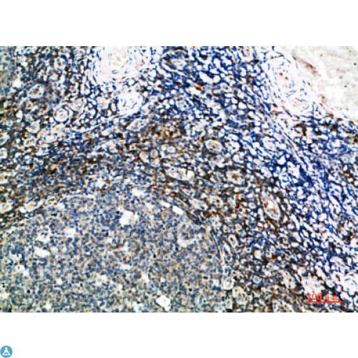 Polyclonal Rabbit anti-Human GSC / Goosecoid Antibody (IHC)