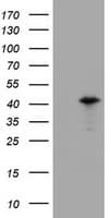 PRR11 Antibody (aa125-360, clone OTI1A4, Carrier-free)