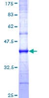 Human CAV3 / Caveolin 3 Protein (Recombinant GST, N-terminus)