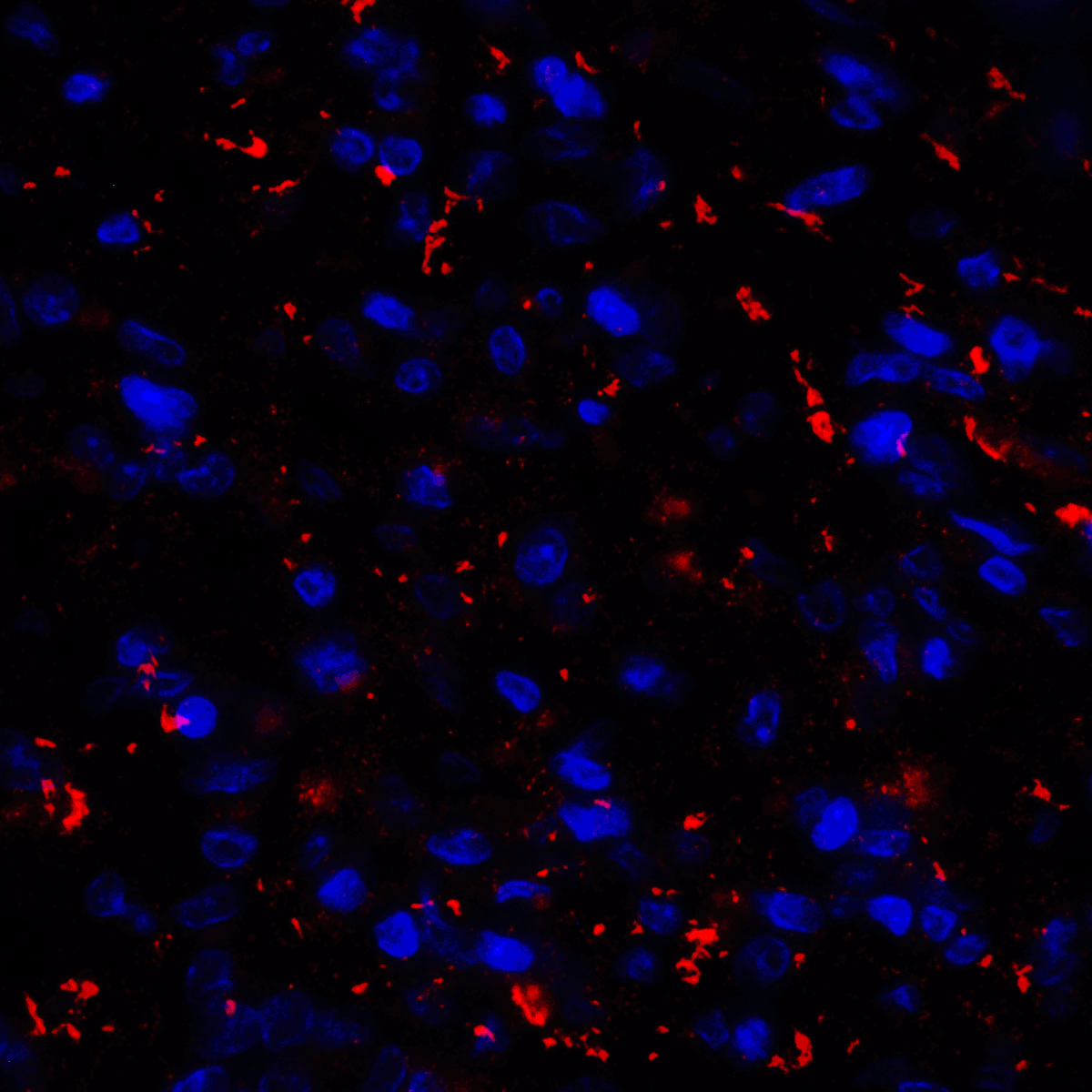 CD80 Antibody (clone 10A1)