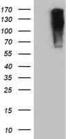 Monoclonal Mouse anti-Human ENPEP / Aminopeptidase A Antibody (clone OTI1D4, IHC, IF, WB)