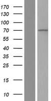 RASGRP4 Protein (Over-Expression Lysate Myc-DDK (Flag))