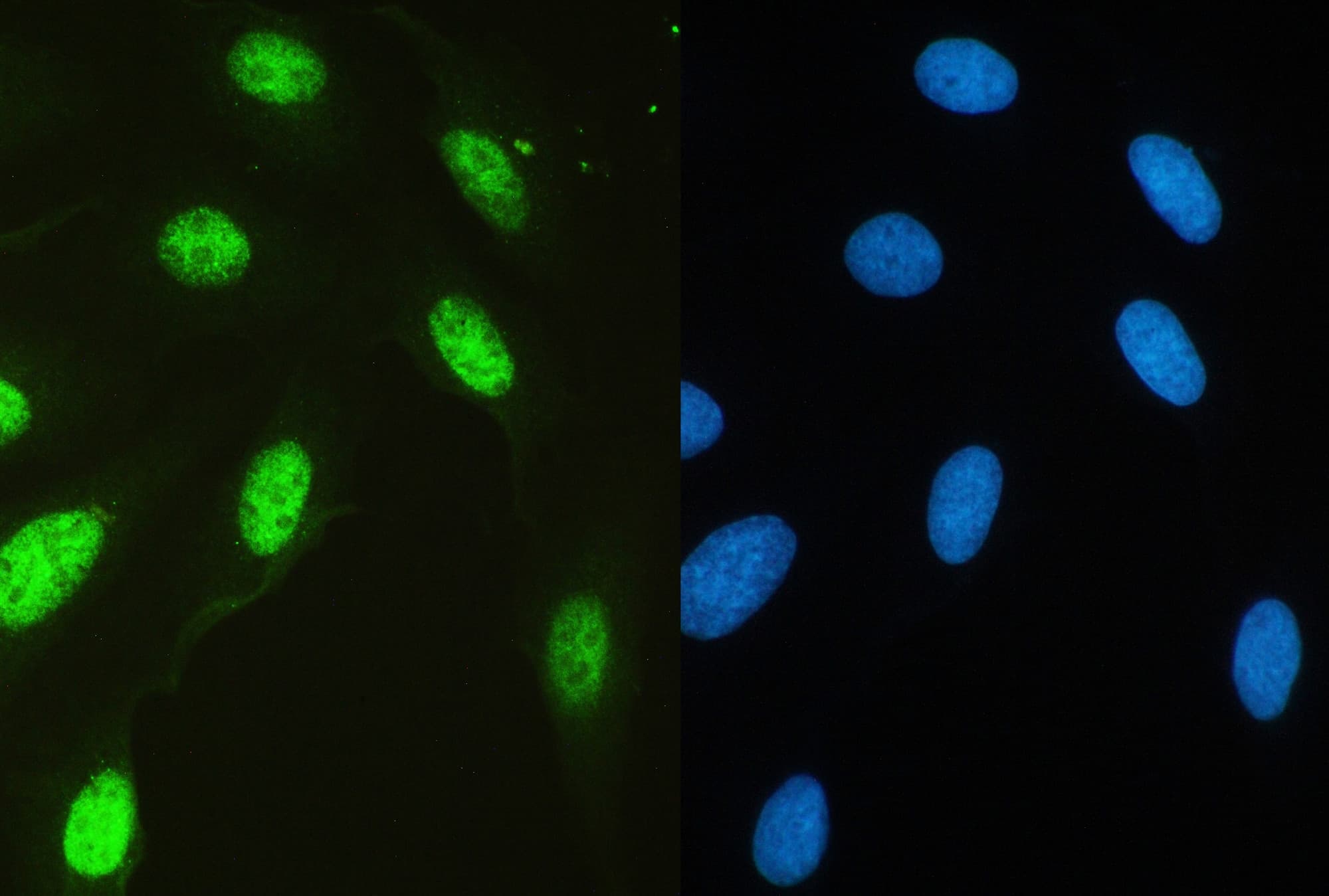 USP7 / HAUSP Antibody