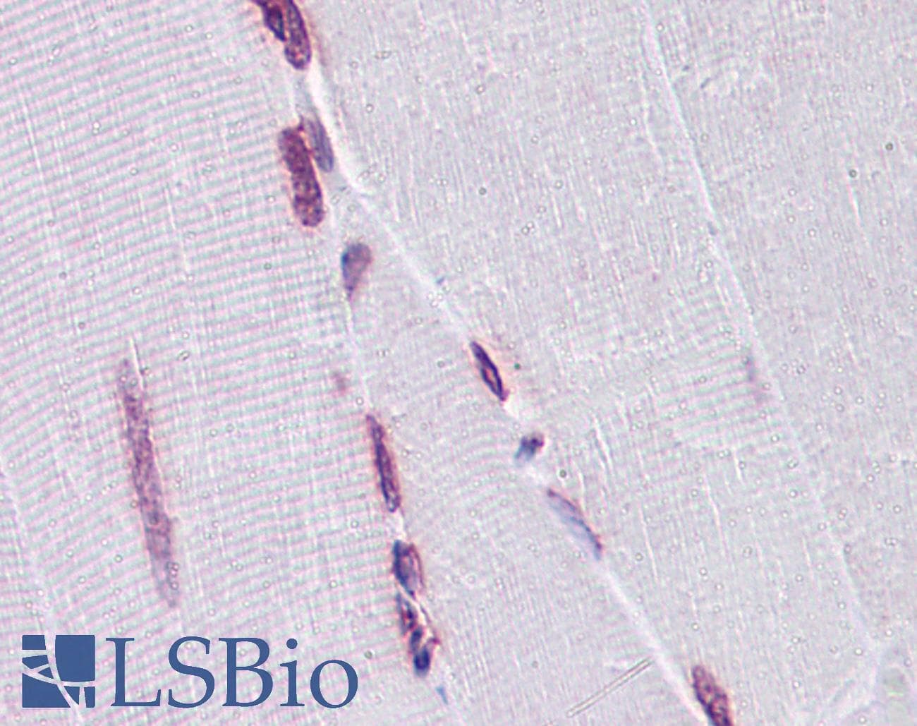 IHC-plus™ EMX2 Antibody (clone 4F7)