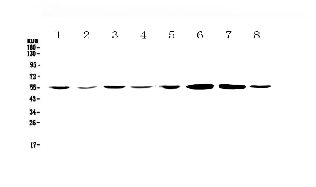 Polyclonal Rabbit anti-Human CCR3 Antibody (IHC, WB)