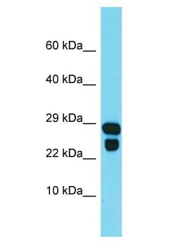 IDNK Antibody (aa121-170)