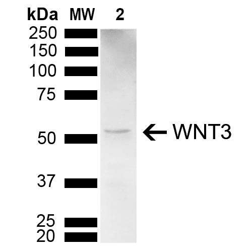 WNT3 Antibody (PerCP)