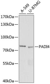 PADI4 / PAD4 Antibody