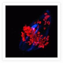 Alpha Tubulin Antibody (clone 236-10501)