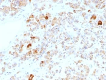 CGA / hCG Alpha Antibody (clone LHa/756, Azide-free, BSA-free)