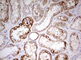HADH Antibody (aa57-314, clone OTI3D12)