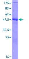 Human RPAIN Protein (Recombinant GST)