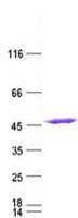 Human IDH1 / IDH Protein (Recombinant DDK,C-terminus)