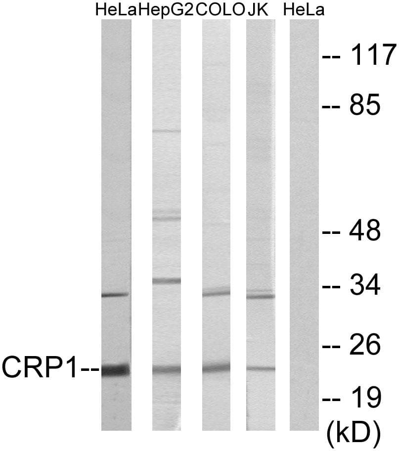 CSRP1 Antibody