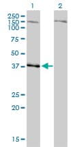 IHC-plus™ Monoclonal Mouse anti-Human NDN / Necdin Antibody (clone 1B3, IHC, IF, WB)