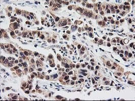 PSMB4 Antibody (clone OTI2C9)