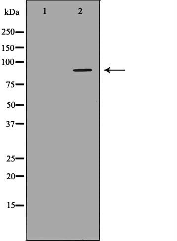 ADAMTS4 Antibody