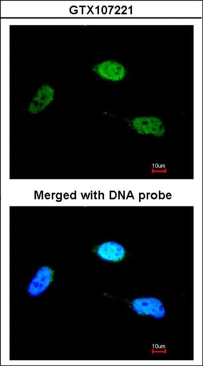 ZNF398 Antibody
