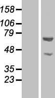 GLYR1 Protein (Over-Expression Lysate Myc-DDK (Flag))