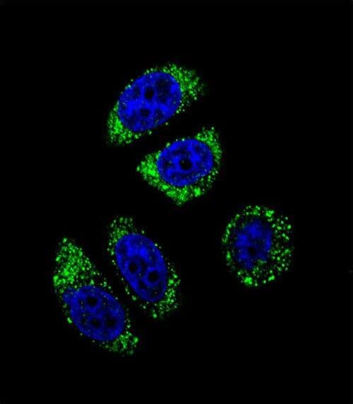 EDN1 / Endothelin 1 Antibody (aa176-203)