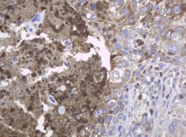 c-Kit / CD117 Antibody (clone OTI2E3)