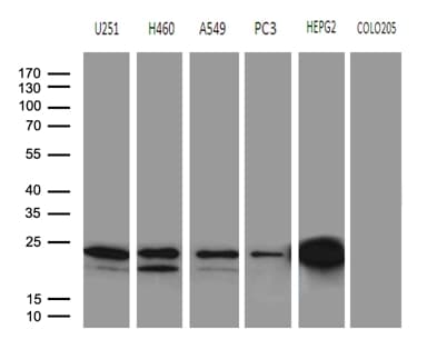 BAX Antibody (aa1-172, clone OTI3C8, Carrier-free)