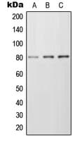 FZD6 / Frizzled 6 Antibody (Internal)