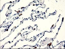 CENPH / CENP-H Antibody (clone OTI2G4, Carrier-free)