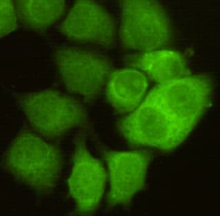 CDK1 / CDC2 Antibody