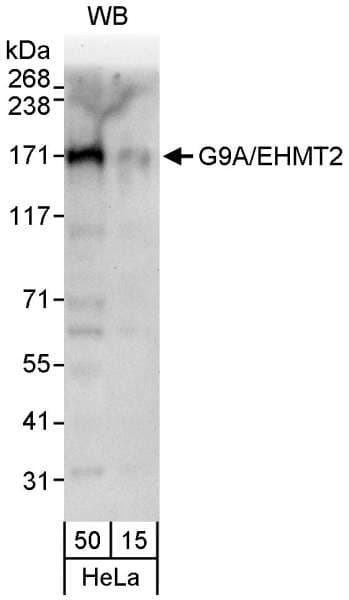 EHMT2 / G9A Antibody (aa1160-C-term)