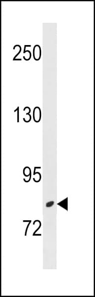 ZBTB17 / MIZ-1 Antibody (aa113-142)