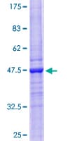 Human BST2 Protein (Recombinant GST)