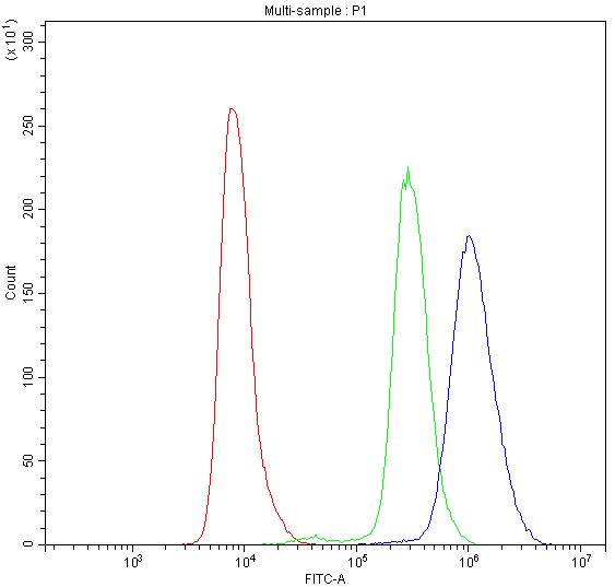 NFAT4 / NFATC3 Antibody