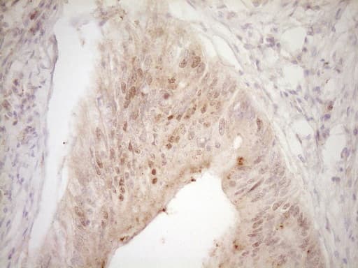 TRB3 / TRIB3 Antibody (aa1-200, clone OTI1F6)