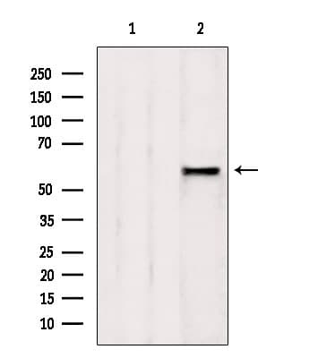 AHCYL1 / DCAL Antibody