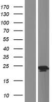 Human GKN1 / Gastrokine 1 Protein (Over-Expression Lysate Myc-DDK (Flag))