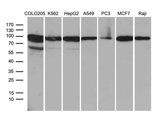 SEC23B Antibody (aa392-641, clone OTI8G4)