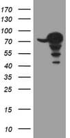 CCDC93 Antibody (aa293-631, clone OTI2D2)