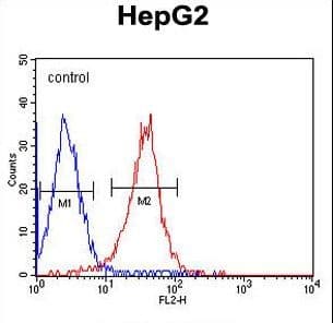 ALDH2 Antibody