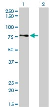 AKAP8 / AKAP95 Antibody (clone 3D4)