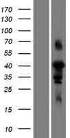 FAM102A Protein (Over-Expression Lysate Myc-DDK (Flag))
