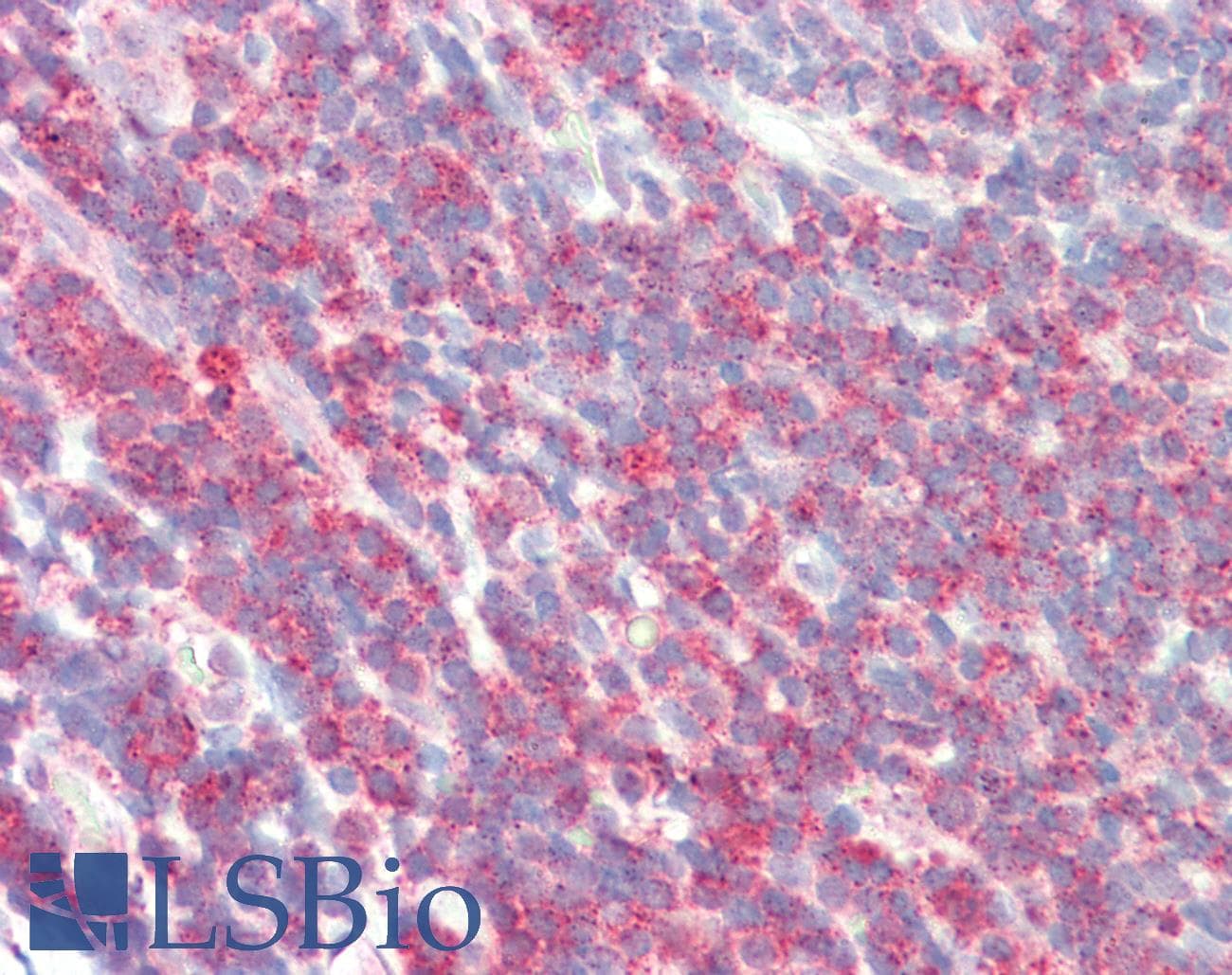 IHC-plus™ SIPA1 Antibody