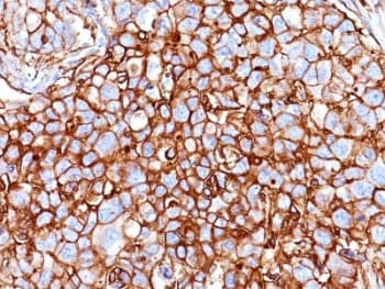 CD44 Antibody (clone HCAM/918, Ready-to-Use)
