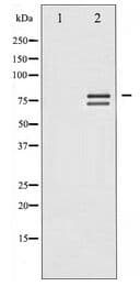Polyclonal Rabbit anti-Human LMNA / Lamin A+C Antibody (IHC, IF, WB)